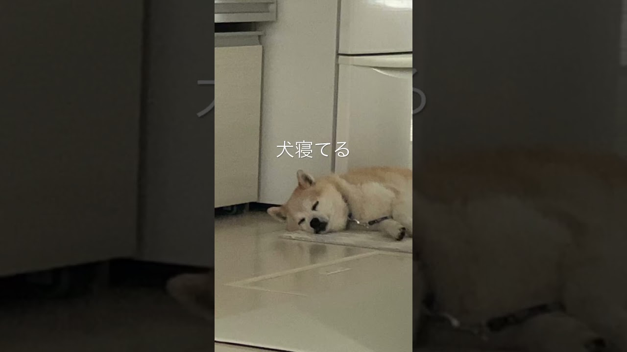 #芝犬
