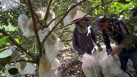 Cắt Vườn Mít Ruột Đỏ  “khủng “ Thu Nhập Tiền Tỷ Mỗi Năm - TT2288