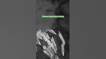 Herding hogs with the Autel Evo 2 640 dual T thermal drone