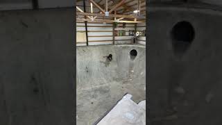 Mark Scott Dreamland Skateparks Shorts