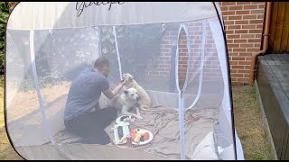 Camping with Our New Dog in our Garden! | Jindo dog vlog