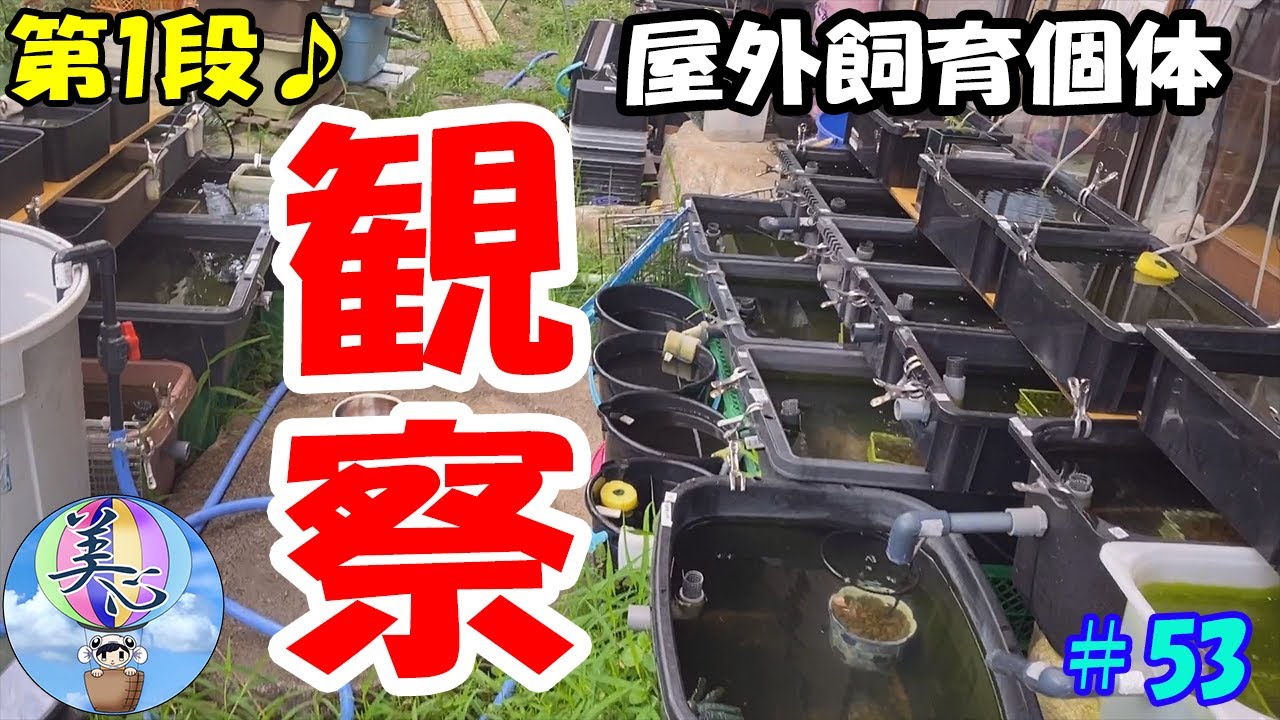 屋外めだか飼育状況と掛け合わせの結果 第一段 53 美心めだか Youtube 屋外めだか飼育状況と掛け合わせの結果 第一段 53 美心めだか Youtube