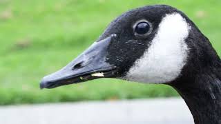 Nature in Centennial Park - extended cut
