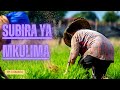 KAMA MKULIMA ANGOJAVYO MAZAO SUBIRA YA MKULIMA C SAASITA 