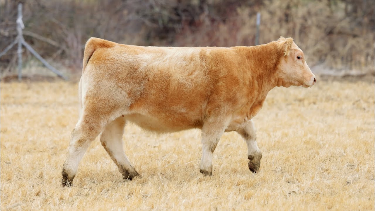 Lot 12 || Tag D2 || Lovin 750 x In God We Trust/IW