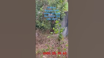 2000m2 nguyên vườn măng cụt đang thu hoạch. Giá chốt 2tỷ5. Thuộc xã Bình Ba châu Đức Brvt.