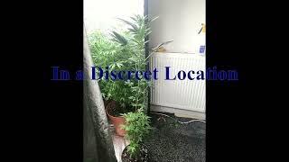 UK Indoor Grow Dreads Part 3