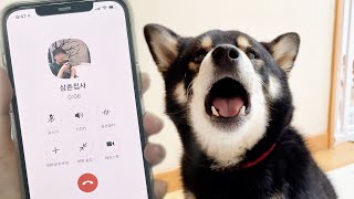 Dogs are Going Crazy Just by Hearing the Voice from the Phone