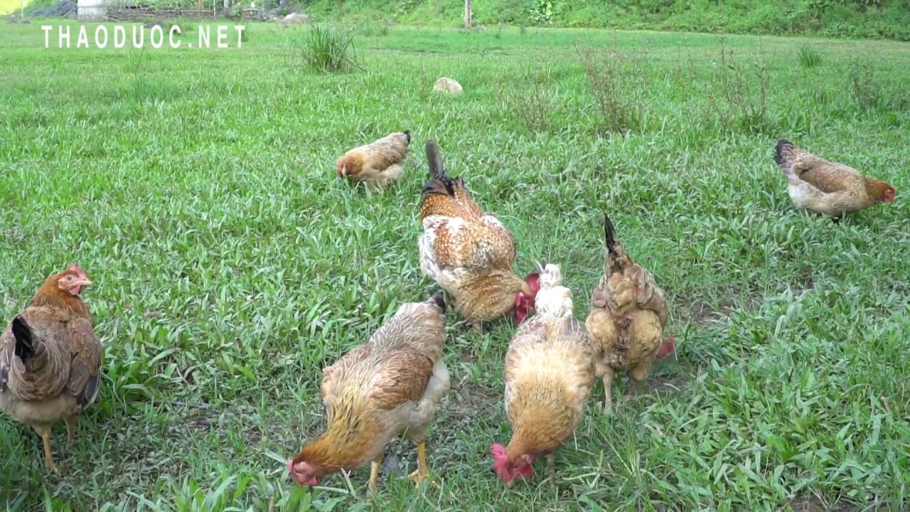 Cứu sống cả Trang trại Gà bị bệnh hàng loạt chỉ bằng cây thuốc này