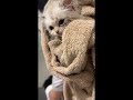 اول يوم تبني Catlover Cat Explore Cute اول يوم تبني Catlover Cat Explore Cute