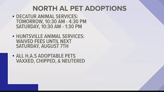 Are you looking for a new furry bestfriend?