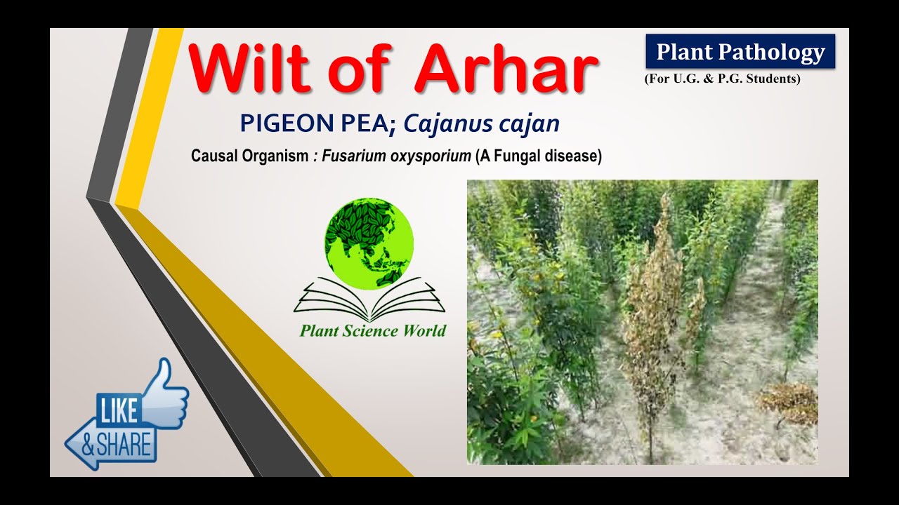 Wilt of Arhar