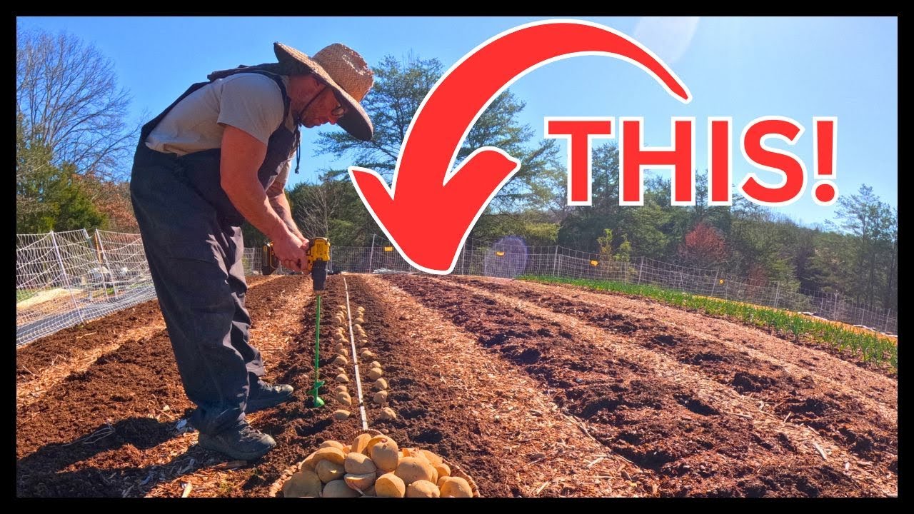 THE SECRET TO PLANTING NO TILL POTATOES...