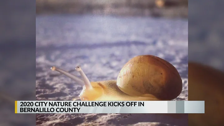 2020 'City Nature Challenge' kicks off in Bernalillo County