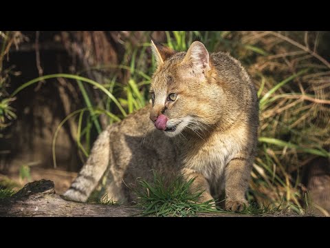 Камышовый кот — прыгун, пловец и змееед!