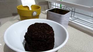 Growing Herbs with Dollar Store Items?