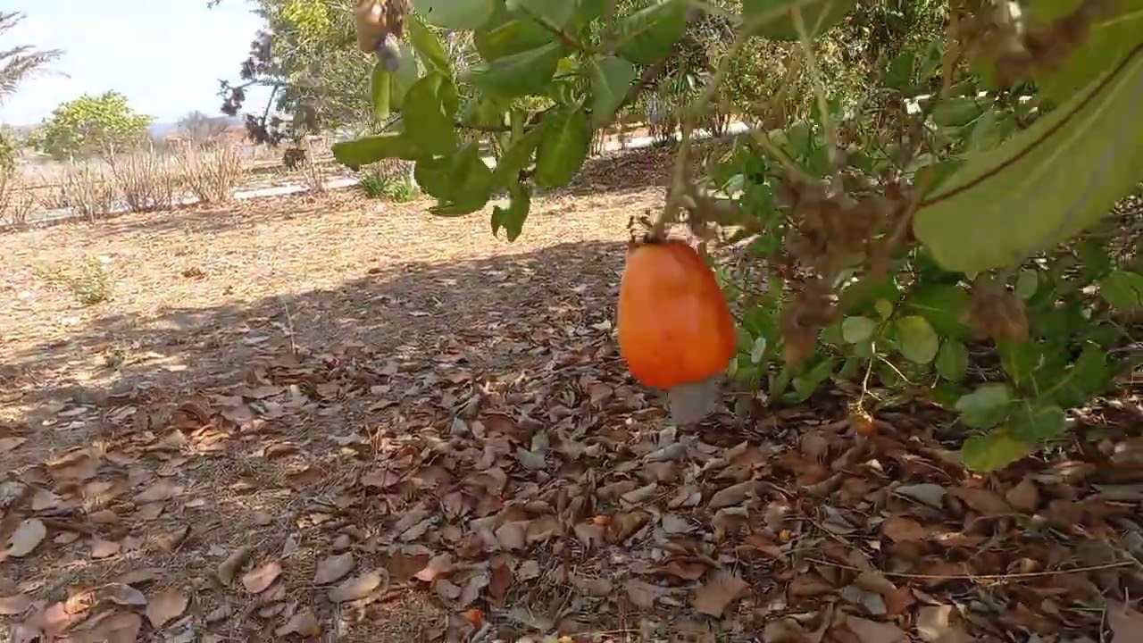 Chácara no sítio laje de farinha. Marque sua visita. Preço negociável.valo 650.000  f 81.98957-4976 