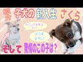さかがみ家に仔犬の新入生がやってきた！