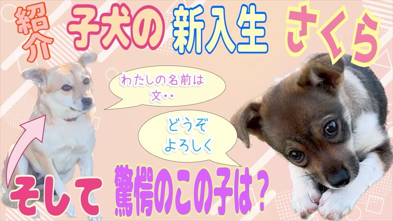 さかがみ家に仔犬の新入生がやってきた！ - YouTube