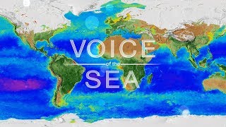VOS6-5 Promo - EXPORTS 2: On Board The Roger Revelle