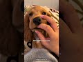 äžã®åæ¯2æ¬æãããðŠ·\ Special thank you /Instagram@penne1106 #cockerspaniel#englishcockerspaniel
