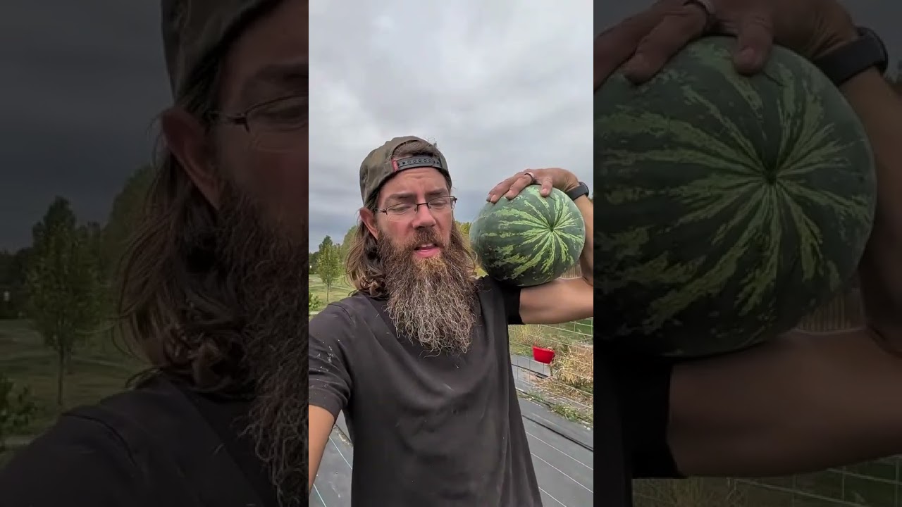 Мы вырастили оранжевые арбузы 