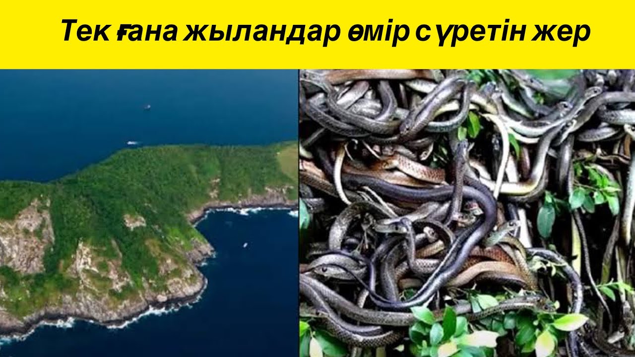 Тек ғана жыландар өмір сүретін жер😱 Әлемдегі ең қорқынышты жер