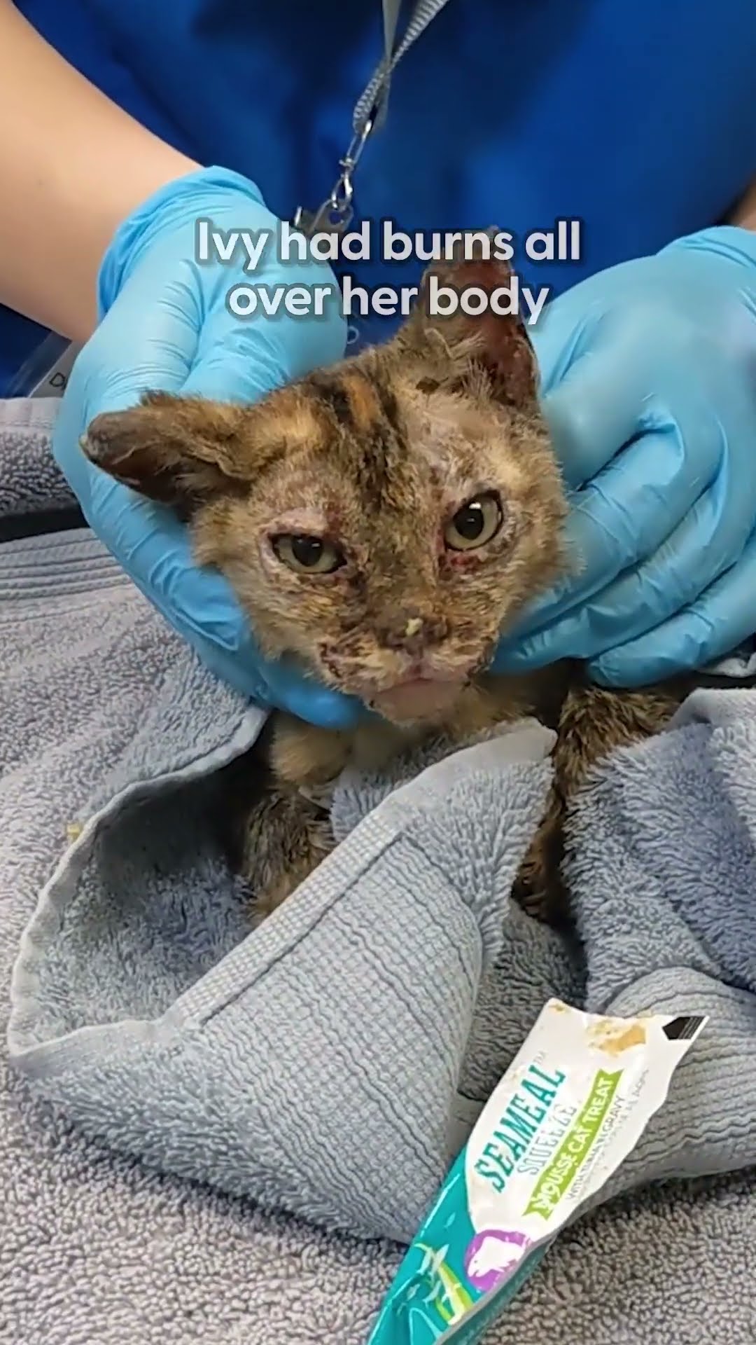 These Brave Kittens Survived The LA Fires | The Dodo