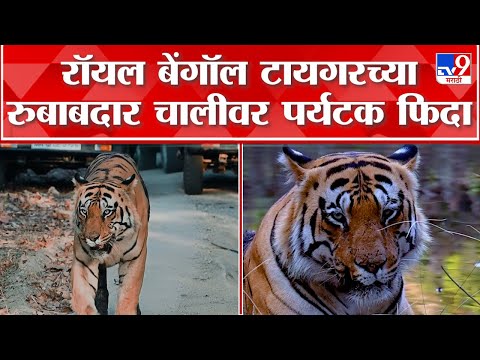 Chandrapur Tadoba Bengal Tiger :  ताडोब्यातील रॉयल बेंगॉल टायगरचा खास व्हिडिओ