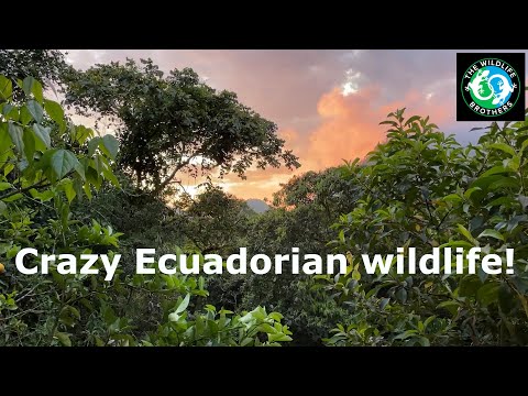 What Wildlife Can You Find in Ecuador? (Official Trailer)