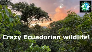 What Wildlife Can You Find in Ecuador? (Official Trailer)