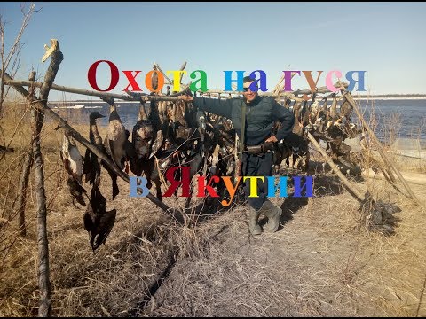 Охота на гуся 2017 в Якутии часть 1