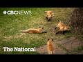 #TheMoment a family of foxes moved in under the porch