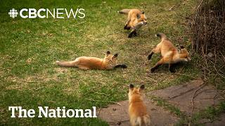 #TheMoment a family of foxes moved in under the porch
