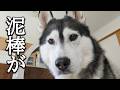お盆休み中に泥棒が入り大変なことに...