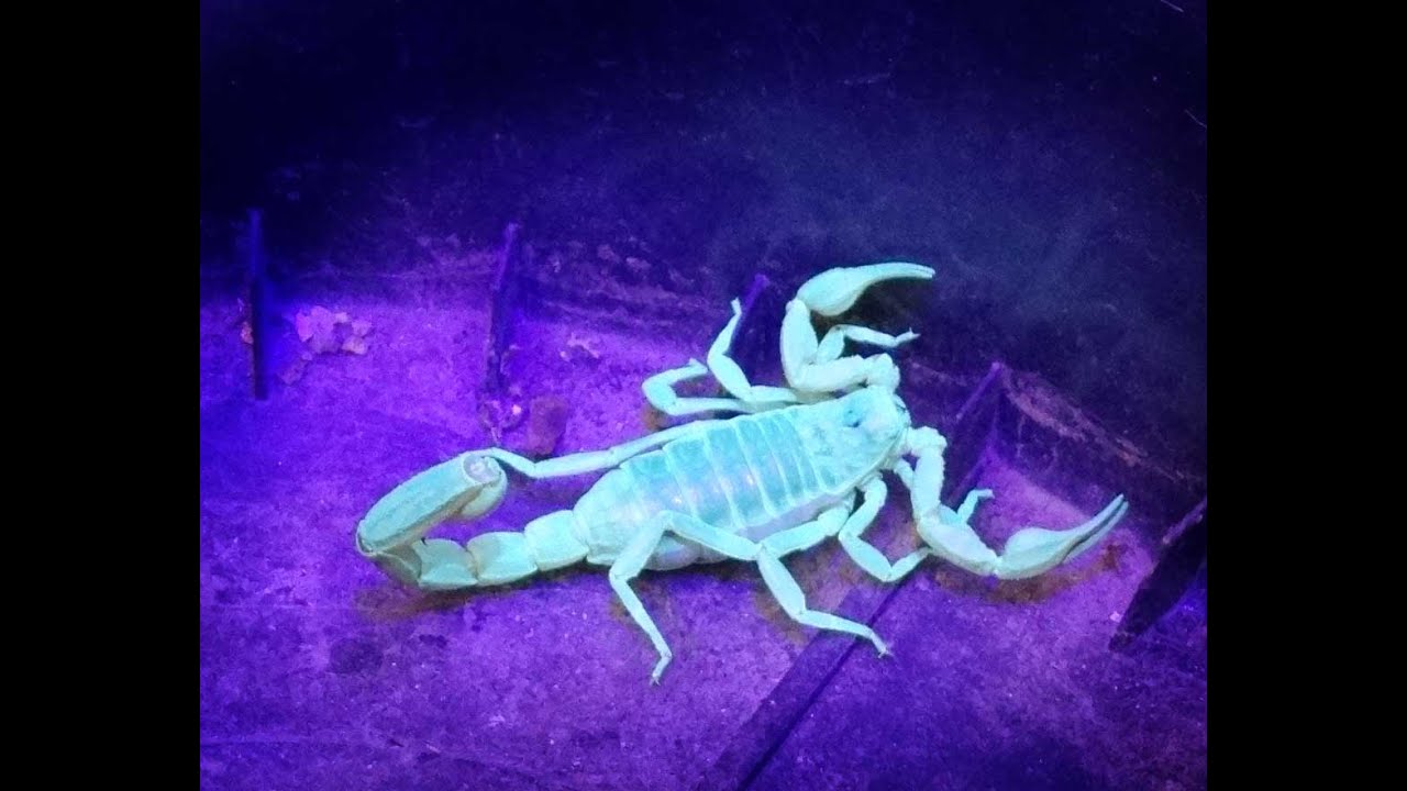 Hunting Scorpions and Tomato Hornworms with a Black Light, in our Back
