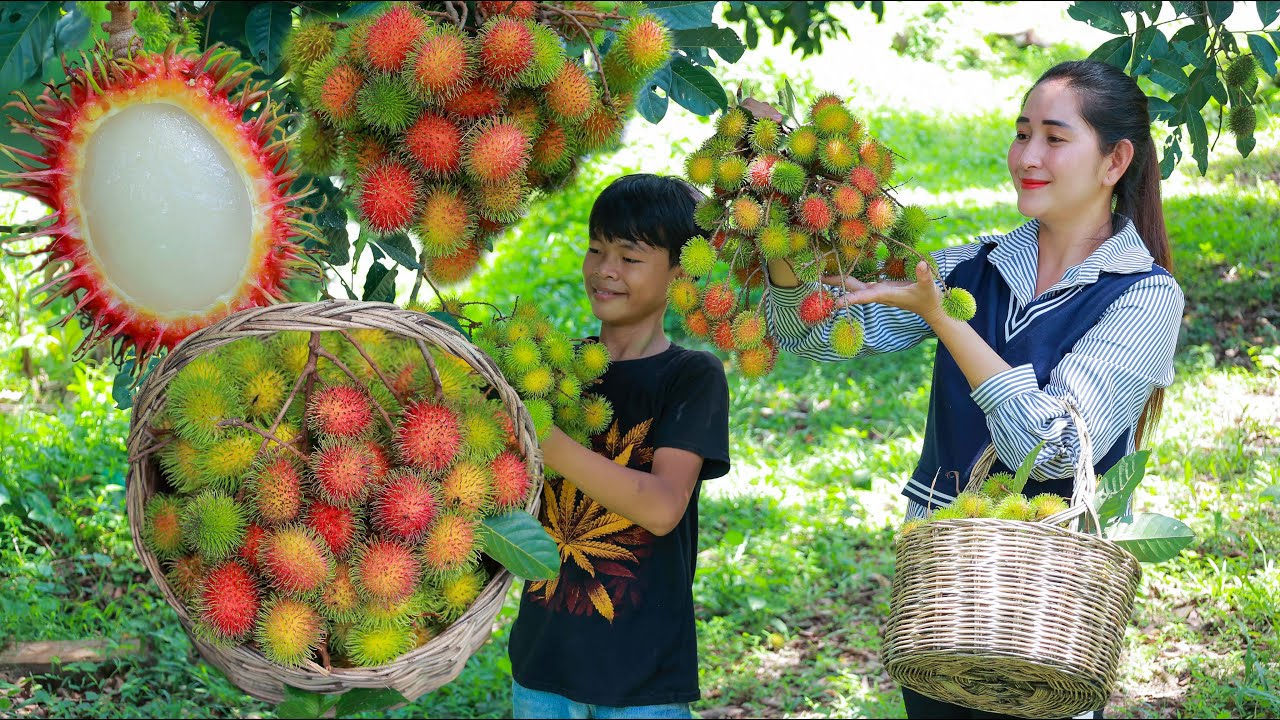 Rambutan so sweet! Harvest sweetest rambutan in the forest Rambutan in my homeland YouTube