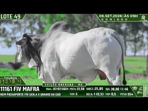 LOTE 49
