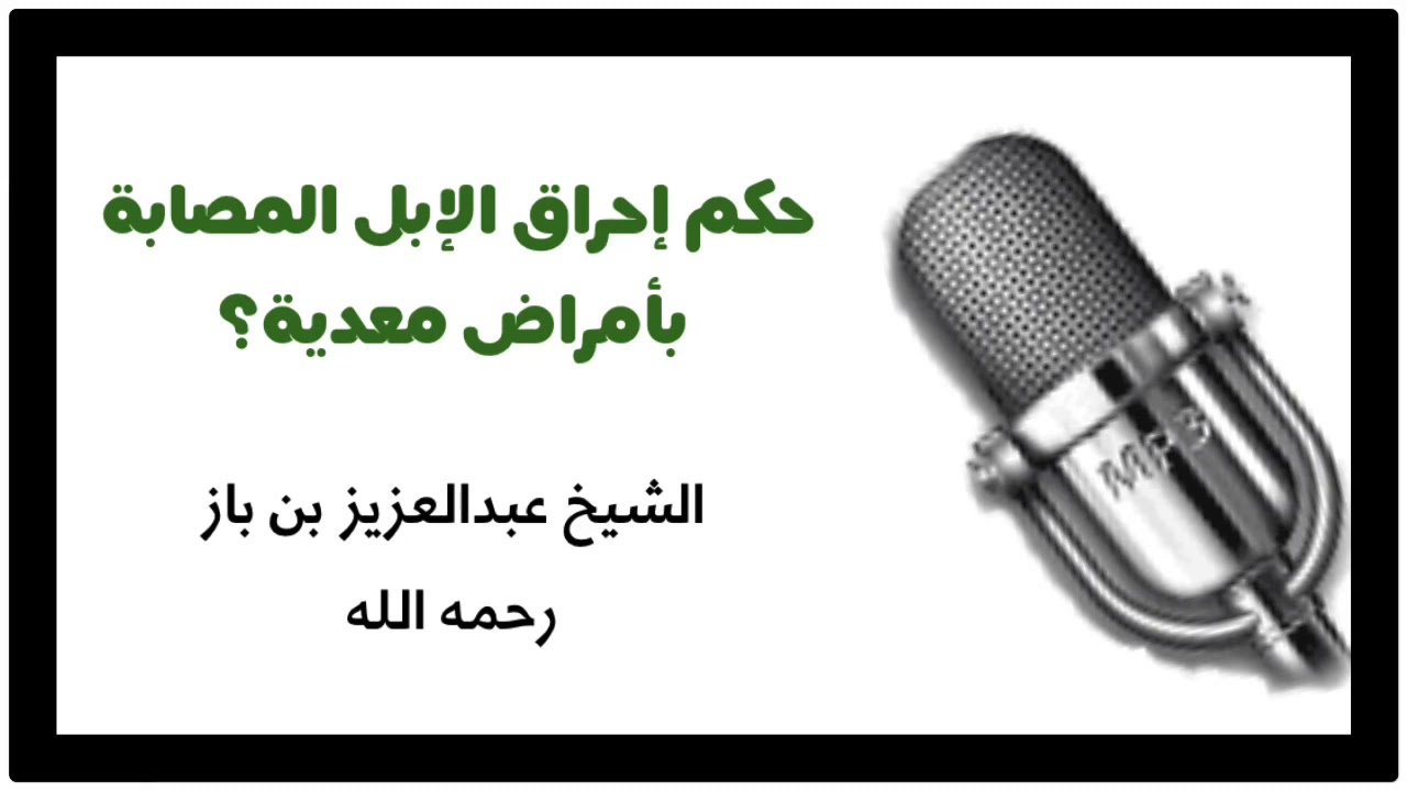 الشيخ ابن باز : حكم إحراق الإبل المصابة بأمراض معدية ؟