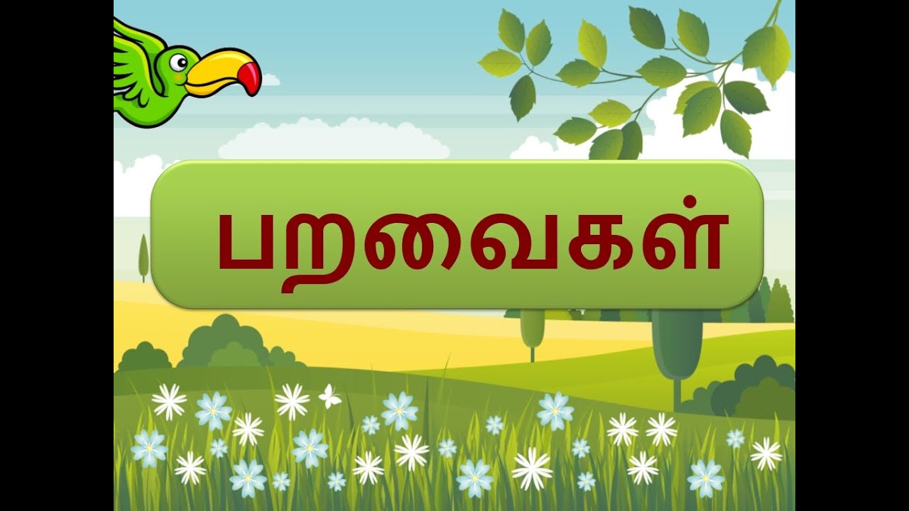 Birds Name In Tamil Learn Birds Name In Tamil 45 Birds 