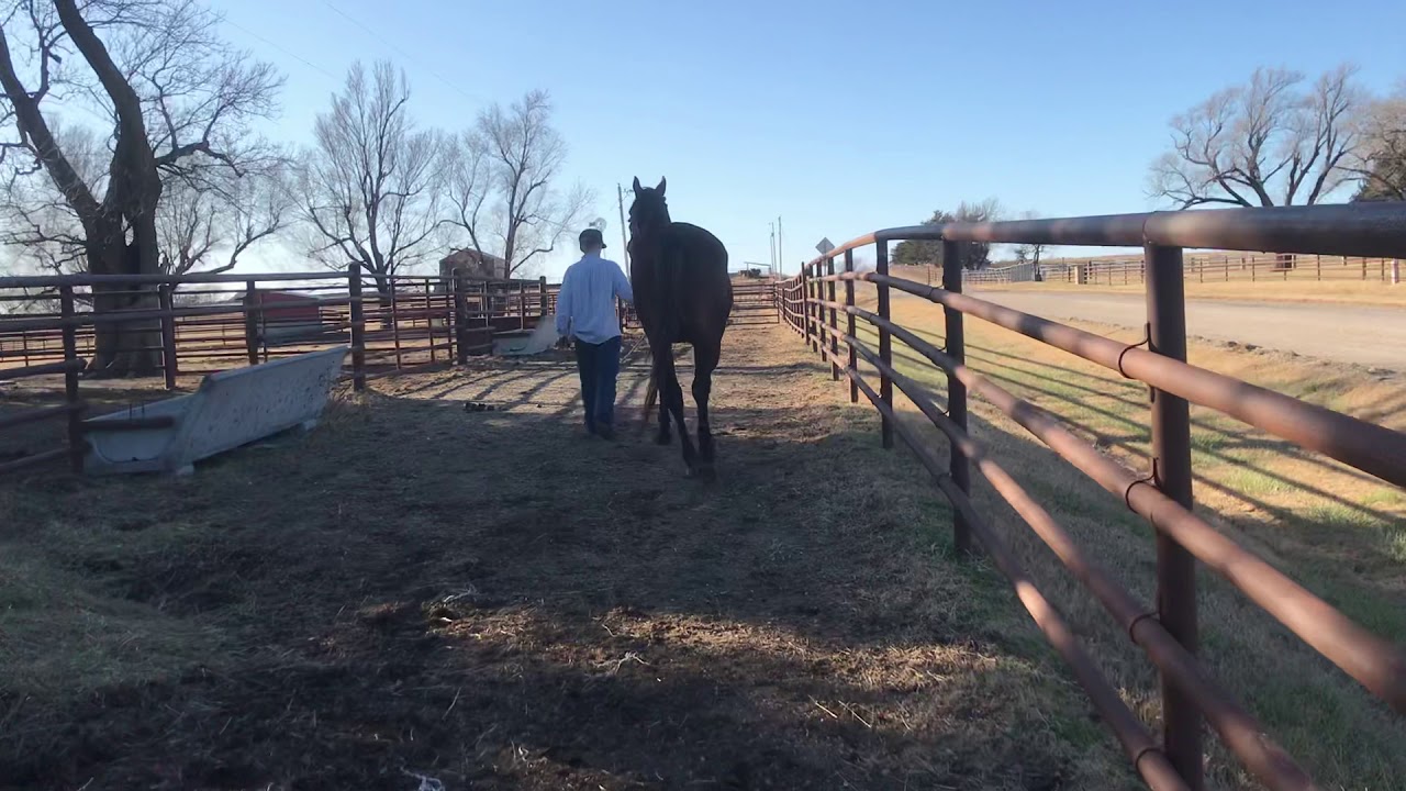 Kansas kill pen. YouTube