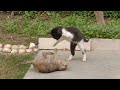 Orphan kitten meeting her friend after long time they are not recognising each other