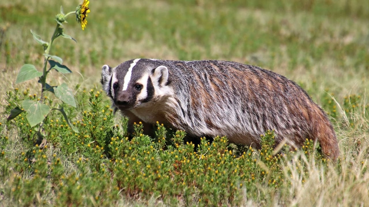 2025 American Badger Release