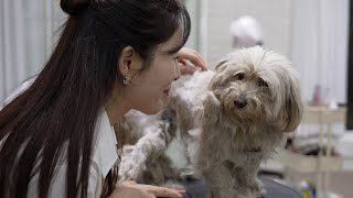 이사간 주인를 하염없이 기다리던 누더기견..(feat.파주 연풍이)