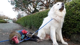 犬と猿の新しい関係…歩けなくなった猿を介助するグレートピレニーズ