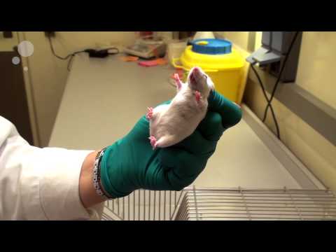 Tail handling and scruff handling of mice (one hand only)