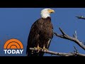 How the Endangered Species Act saved America’s most iconic bird