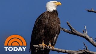 How the Endangered Species Act saved America’s most iconic bird