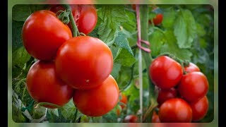 Наиболее вкусные сорта томатов