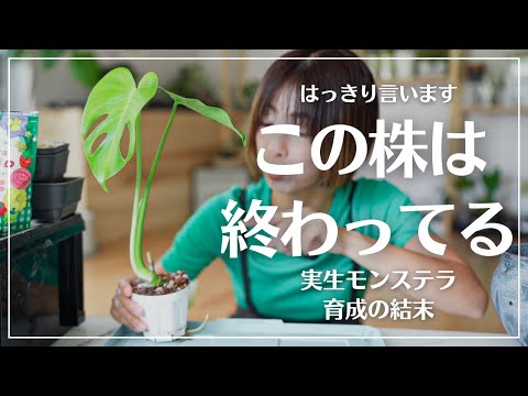ま*あ様 Q104 モンステラ　五種　ミックス YouTube